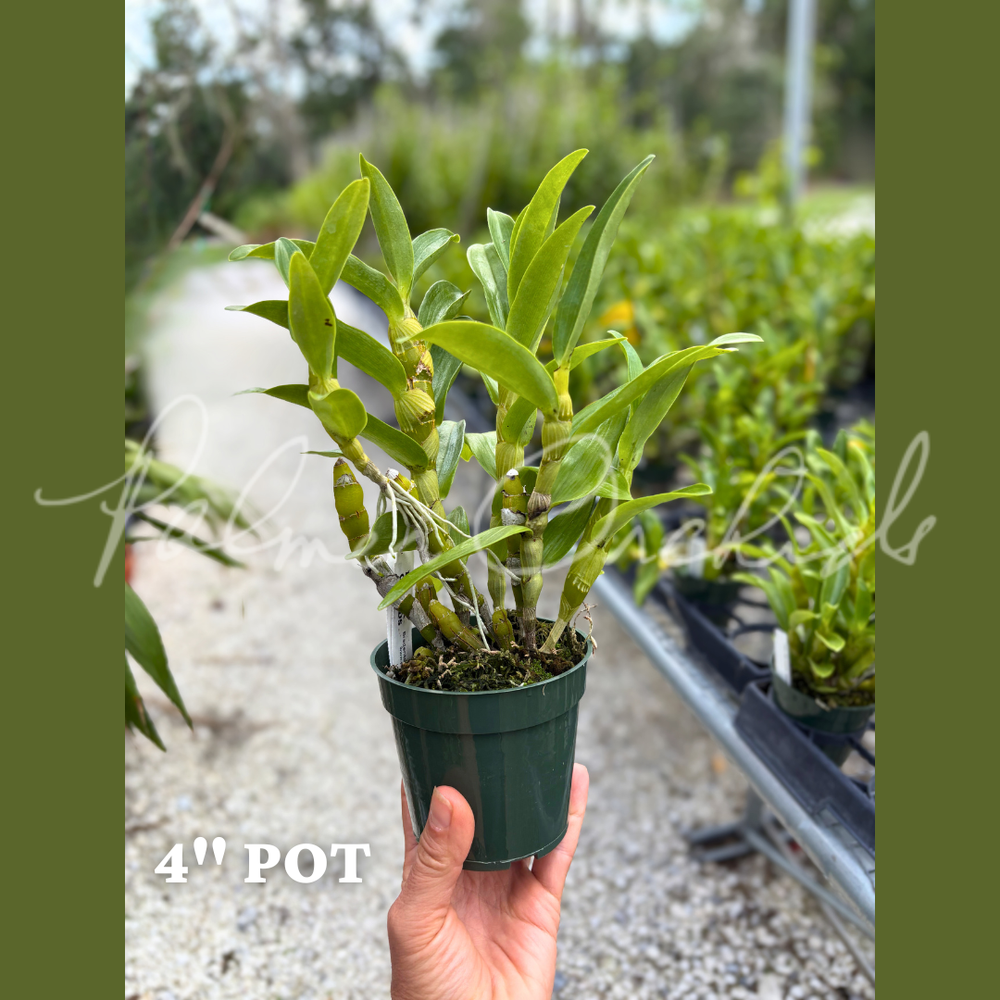 Den. My Sweet 'Wink' — Palmer Orchids